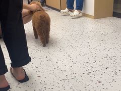 -瑞派康怡24h宠物医院·犬猫医疗中心·微创绝育(瑞景分院)
