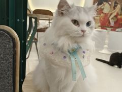 -共舞时光猫咖·狗咖(新街口店)
