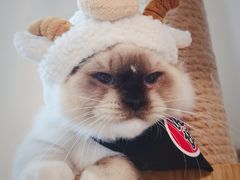 -Bastet sally猫舍购宠(静安店)
