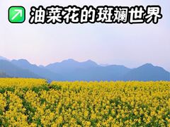 -桑洲油菜花景区