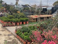 -龙大花卉苗木市场