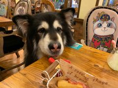 -more than meow吴止猫主题餐厅(承德 中船汇店)