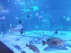 -烟台海昌鲸鲨海洋公园