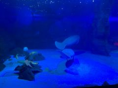 -烟台海昌鲸鲨海洋公园