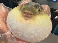 -肆月河豚·新淮扬(金融街店)