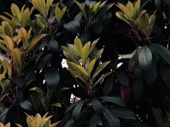 -杭州植物园