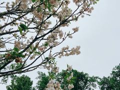 -观澜湖生态运动公社