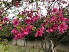 -天适樱花悠乐园