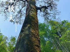 -春娟茶楼·地道农家菜(梅家坞店)