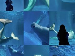 -海合安成都极地海洋公园