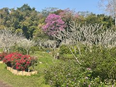 -中国科学院西双版纳热带植物园
