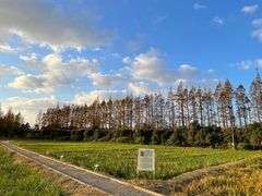 -上海长兴岛郊野公园