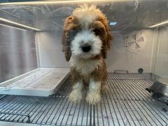 -翊宠yipet猫狗购宠庄园犬舍•猫舍