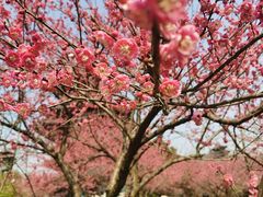 -杭州半山国家森林公园