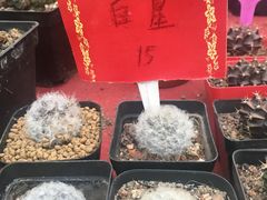 -龙大花卉苗木市场