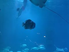 -烟台海昌鲸鲨海洋公园