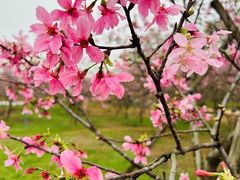 -天适樱花悠乐园