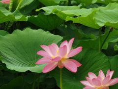 -莲池书院博物馆