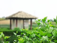 -紫颐香薰山谷景区