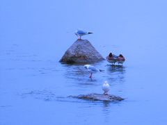 -深圳湾公园(南山区)