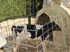 -君乐宝优致牧场