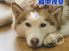 -Husky Go! 哈士奇体验馆·宠物咖啡厅狗咖