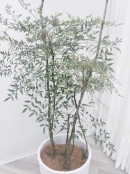 -HEYAN荷妍专业脱毛连锁机构