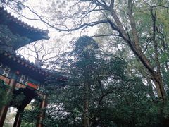 -灵谷景区