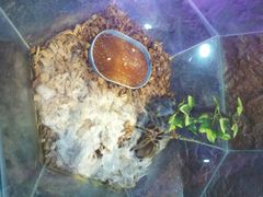 android_upload_pic-上海大自然野生昆虫馆