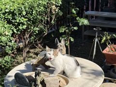 -正宗天津烧麦馆(柳州路店)