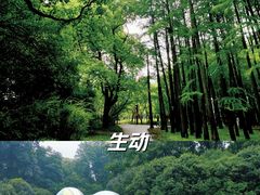 -上海共青森林公园