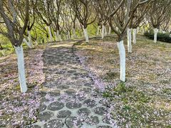 -合肥滨湖国家森林公园