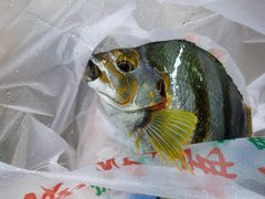 -蛇口市场
