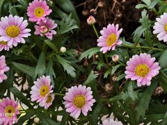 -东南花都花博园
