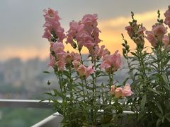 -烛影拾光观景餐厅·创意菜·摄影·小提琴(大唐不夜城店)