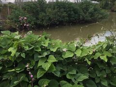 -马陆小张葡萄园农家乐