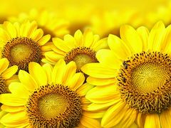 android_upload_pic-武汉华夏国际影城(鲁广店)