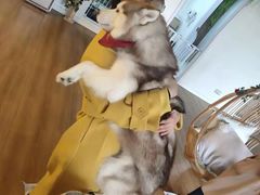 -Husky Go! 哈士奇体验馆·宠物咖啡厅狗咖