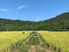 -艾米稻香小镇