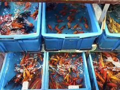 -万商花鸟市场