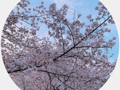 -武汉大学-樱园
