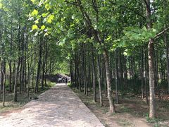 -原山国家森林公园