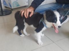 -乐琪宠物医院·犬猫专科·骨外科·急重症
