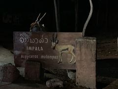 -清迈夜间动物园