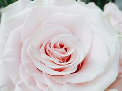 -花心思鲜花店(武昌徐东店)