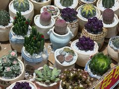 -循礼门鲜花花市(武汉循礼门店)