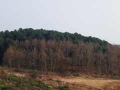 -铁山坪森林公园