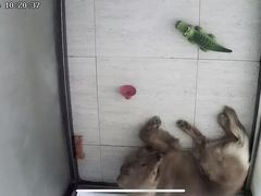 -趣玩宠物乐园寄养训犬训狗游泳池