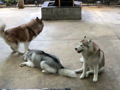 -TrueLove @ Neverland (Husky Cafe)