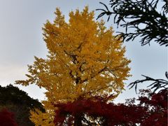 -常寂光寺